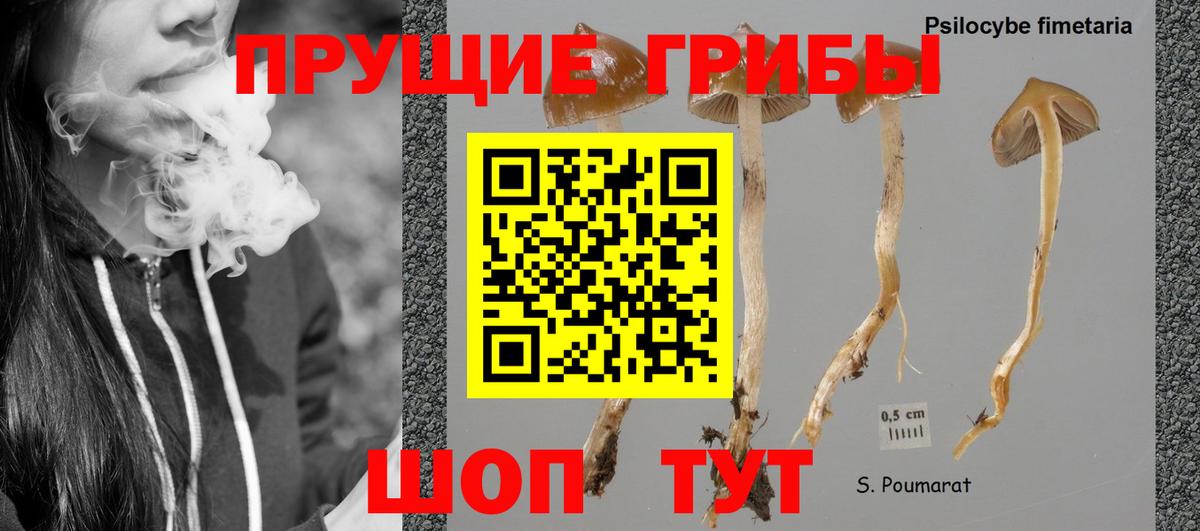 Галлюциногенные грибы Psilocybine cubensis Чехов